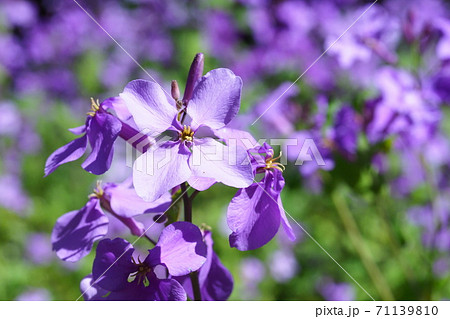 紫大根の花の写真素材