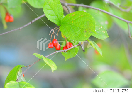 カマツカ 植物 実の写真素材