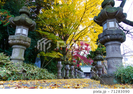 須賀川 紅葉 葉の写真素材