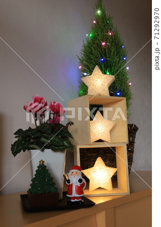 ゴールドクレスト クリスマスツリーの写真素材 ゴールドクレスト クリスマスツリーの写真素材