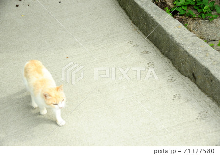 ネコ 足跡 コンクリート 猫の写真素材