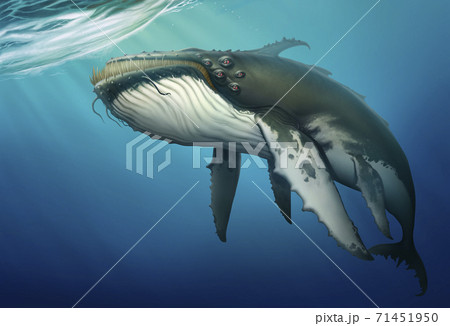 泳ぐ くじら クジラ 鯨のイラスト素材