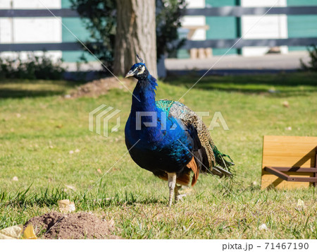 ピーコック 鳥の写真素材