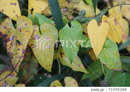 自然薯の葉の写真素材