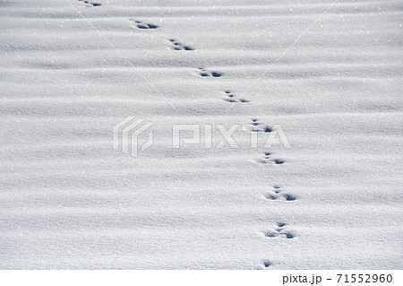 雪 足跡 動物 小動物の写真素材