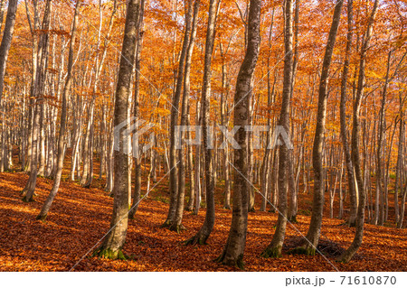 美人林紅葉の写真素材