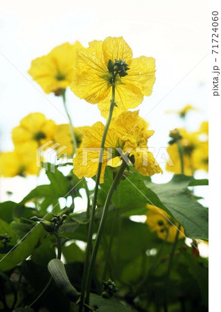 ヘチマ 花 黄色 植物の写真素材