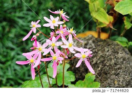花びら5枚 花 5枚の写真素材