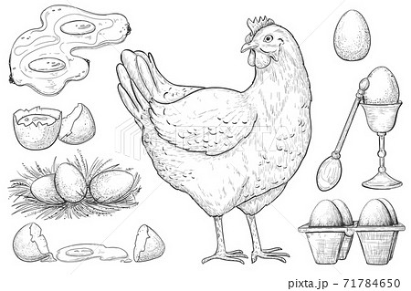 鳥の巣のイラスト素材