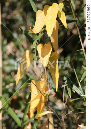 黄色く紅葉した 自然薯の葉の写真素材