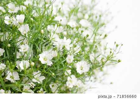 かすみ草 白い花 花 小さい花の写真素材