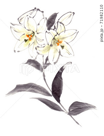 百合 花 水墨画 墨絵のイラスト素材 - PIXTA