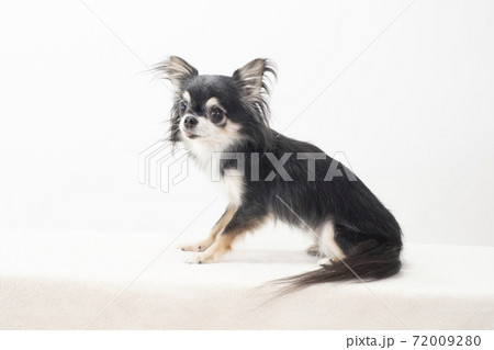黒チワワの写真素材
