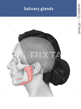 唾液腺のイラスト素材