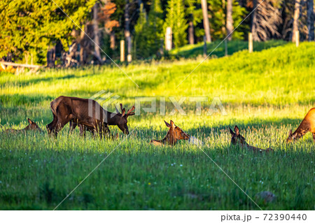 ミュールジカ 雌鹿 野生動物 ほ乳類の写真素材