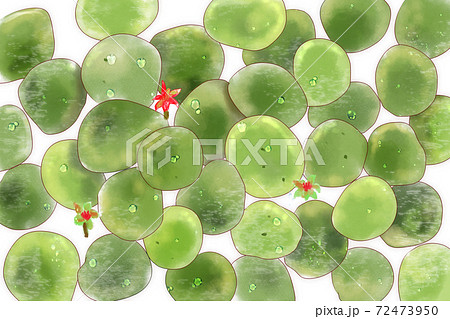 ジュンサイのイラスト素材