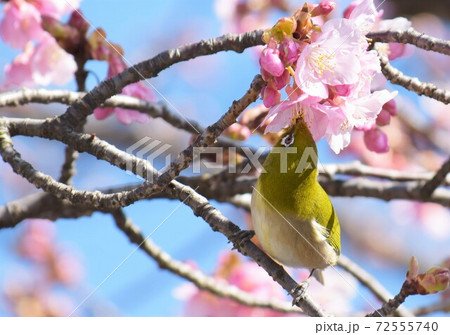 川津 花の写真素材