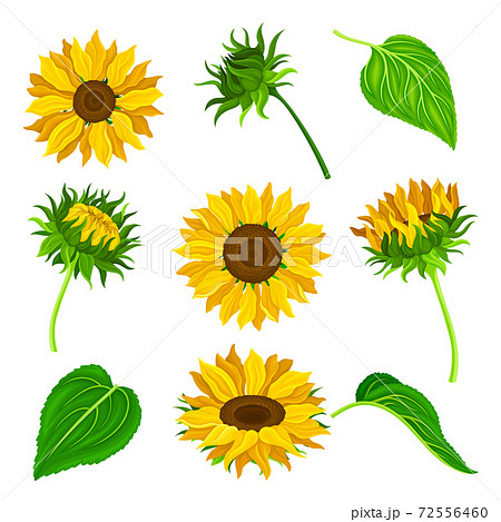 ヒマワリ 芽 双葉 成長のイラスト素材