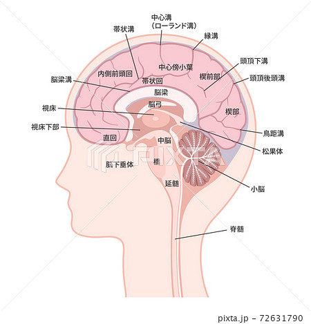 脳のイラスト素材集 ピクスタ