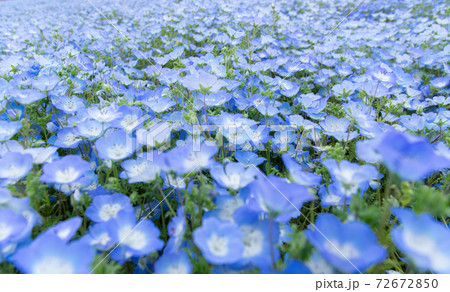 ネモフィラ 草花 花 壁紙の写真素材