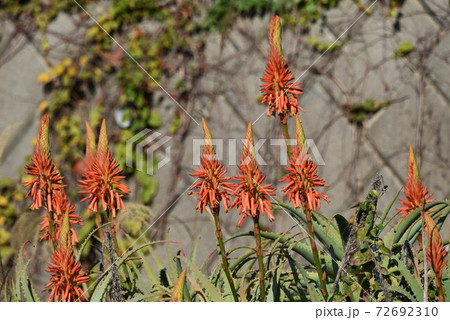 アロエ 植物 アロエジュース 医者いらずの写真素材