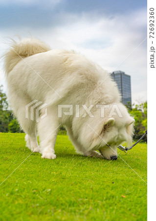 犬 大型犬 サモエド 白色の写真素材