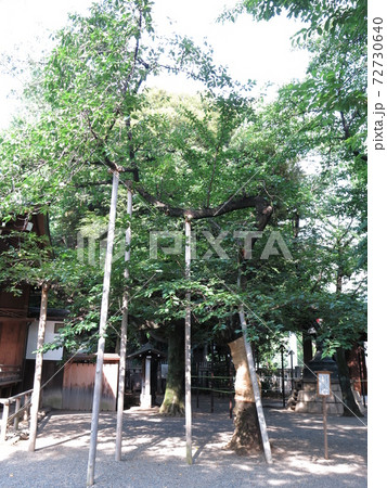 靖国神社の標本木の写真素材