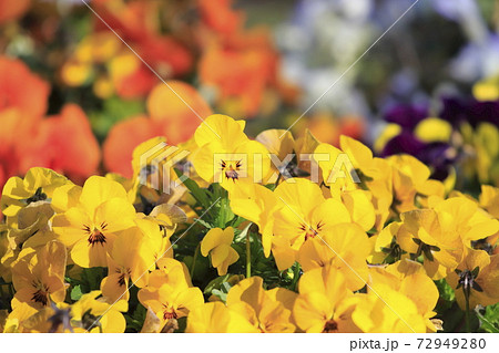 すみれの花の写真素材