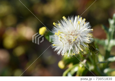 綿毛 植物の写真素材