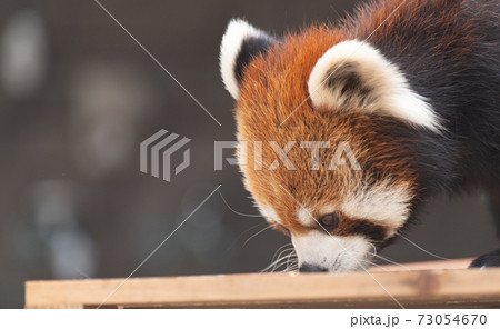 レッサーパンダ 動物 アップ かわいいの写真素材
