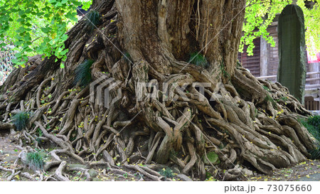 木 根 絡む 植物の写真素材 - PIXTA