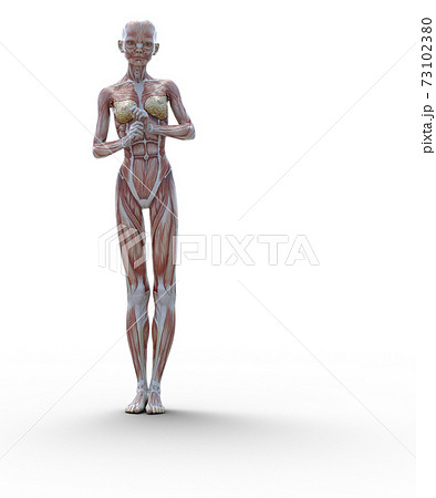 ヌード 人体 女性 筋肉のイラスト素材
