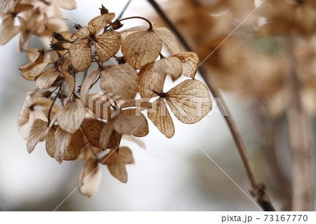 紫陽花 冬 茶色 冬枯れの写真素材