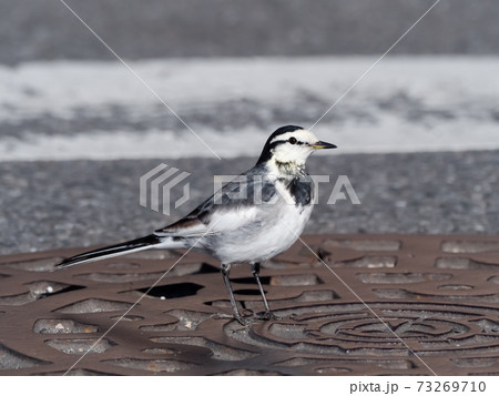 白鶺鴒 かわいい 野鳥の写真素材