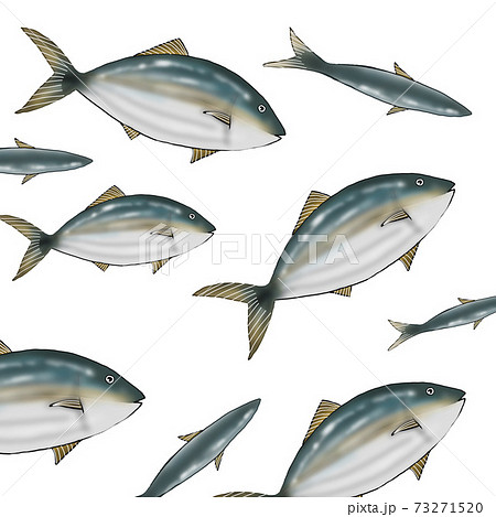 ブリのイラスト素材