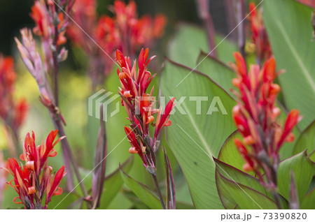 南国の花 赤い花の写真素材
