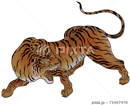 トラ 横向き タイガー 虎の写真素材