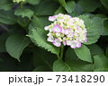 アジサイのつぼみから開花までの様子の写真素材 7341