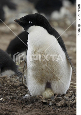 ペンギンの写真素材集 ピクスタ