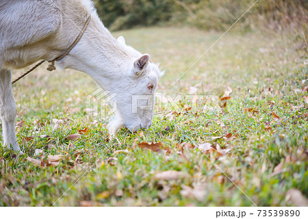 羊 草 食べる 草原の写真素材