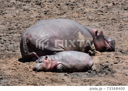 カバの写真素材集 ピクスタ