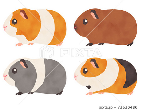 豚鼠的插圖素材集