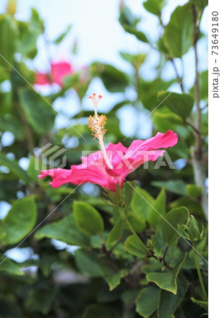 南国の花 赤い花 植物の写真素材