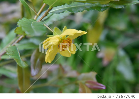 アフリカ原産 観葉植物の写真素材