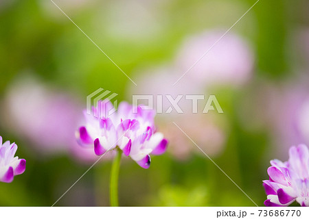 花 春 ピンク 山野草の写真素材