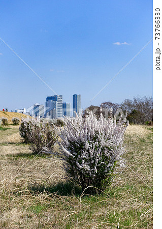 河原 二子玉川 多摩川 土手の写真素材