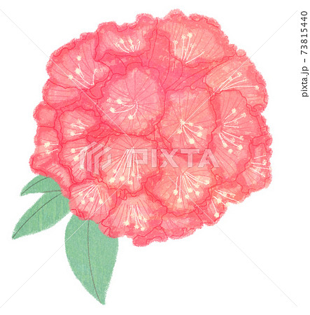 シャクナゲのイラスト素材