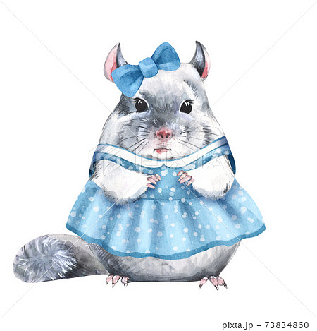 チンチラのイラスト素材集 ピクスタ