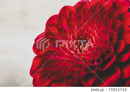 赤い花の写真素材