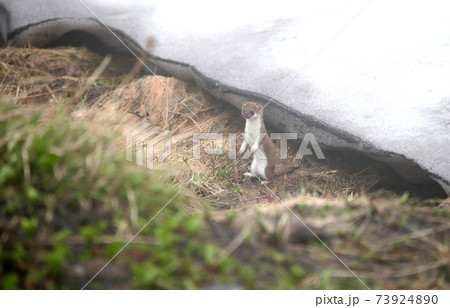 野生動物 エゾオコジョ かわいい 北海道の写真素材